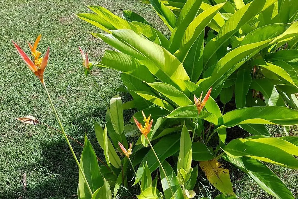 Villa Gwadamango 150M De La Plage, Piscine, Jardin Sainte-Anne   Sainte-Anne (Grande-Terre)